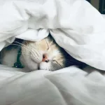 Chat qui dort sous des draps blancs
